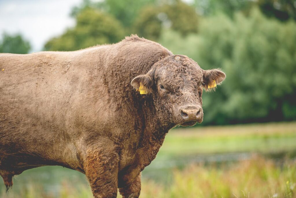 Jungbullenfleisch kaufen – Qualität erkennen und genießen