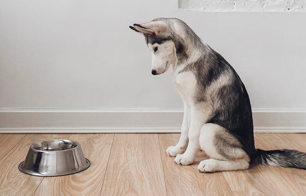 Was tun, wenn der Hund plötzlich kein Futter mehr möchte?